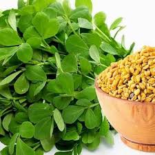 Fenugreek .jpg